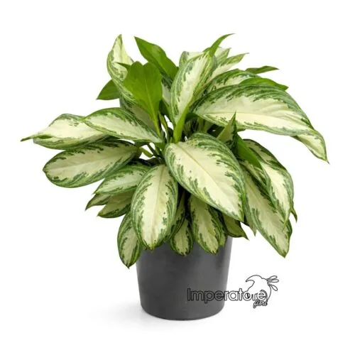 Pianta Aglaonema variegata in vaso
