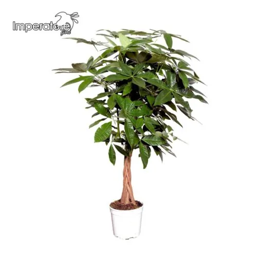 Pianta di Anthurium rosa in vaso decorato