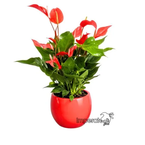 Pianta di Anthurium rosso in vaso