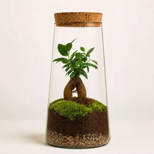 Mini bonsai ginseng in terrarium di vetro