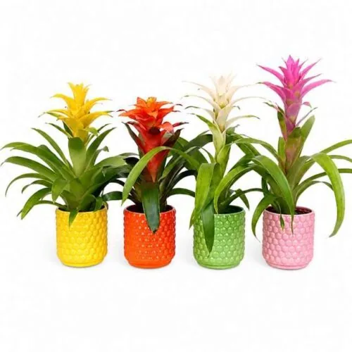 Bromelia Guzmania colorate in vasetti