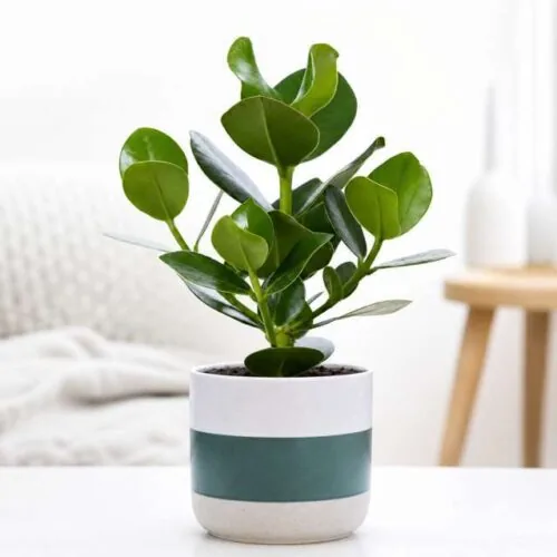Pianta Clusia Rosea con foglie tonde in vaso