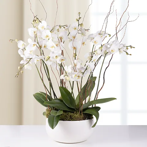 Orchidea Phalaenopsis bianca in vaso