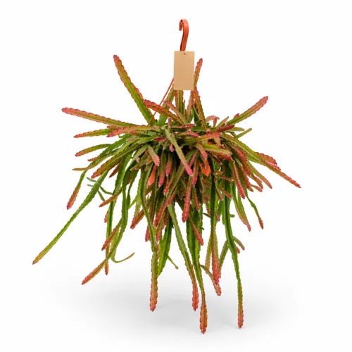 Rhipsalis, pianta ridente pendente
