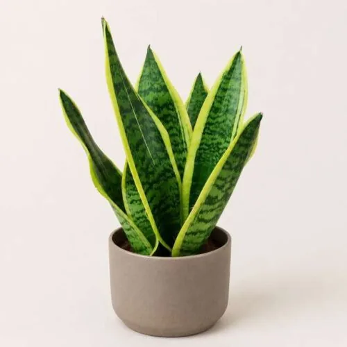 Sansevieria in vaso, pianta da appartamento consegnata a casa a Napoli