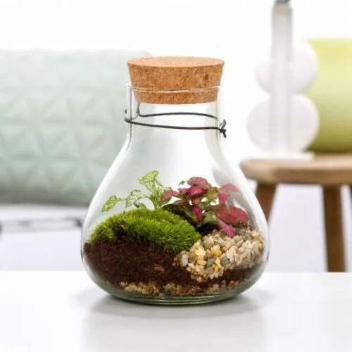 Terrarium a goccia con fittonia rossa e muschio